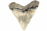 Serrated, Juvenile Megalodon Tooth - South Carolina #202418-1